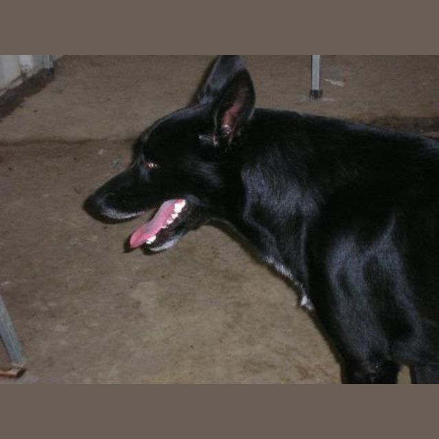Photo of Rex