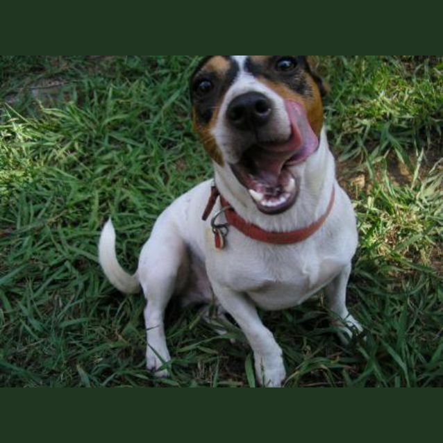 Photo of Scout