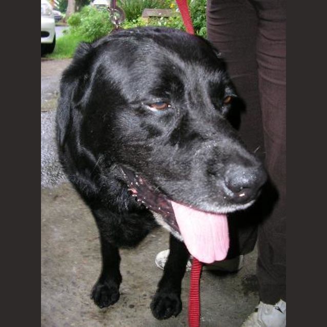 Photo of Toby
