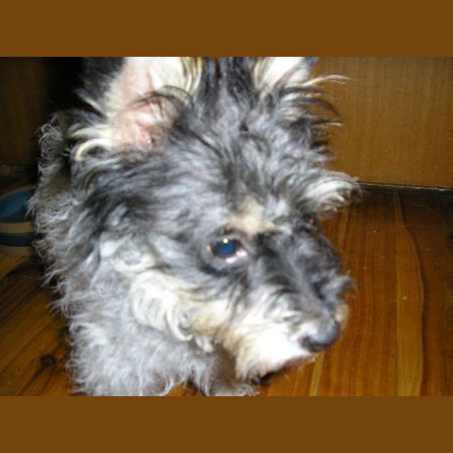 Photo of Muffy