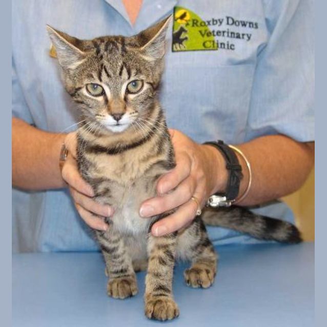 Photo of Twistie