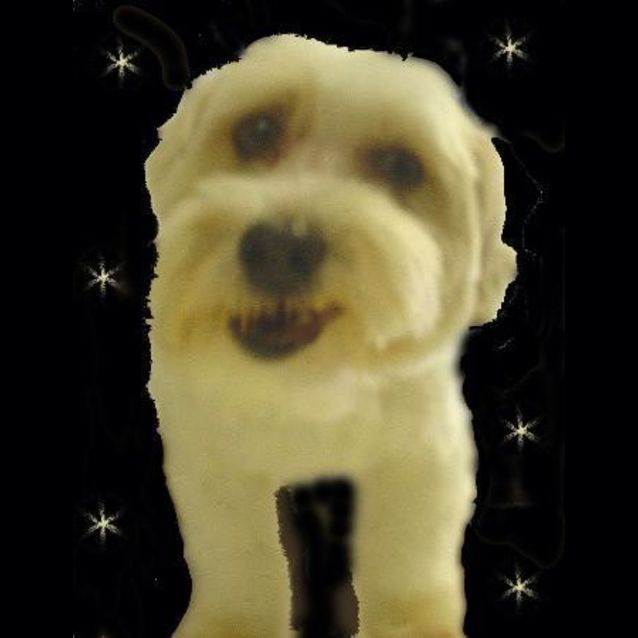 Photo of Scruffy