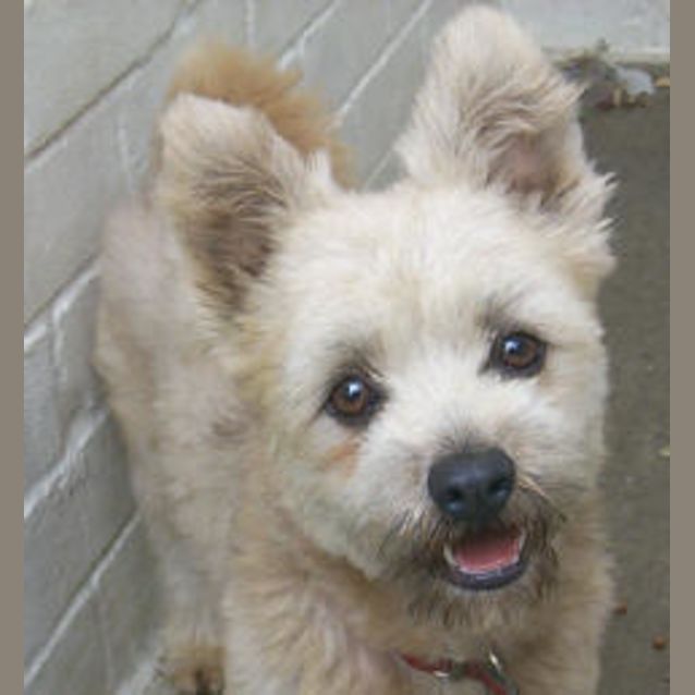Photo of Buttons