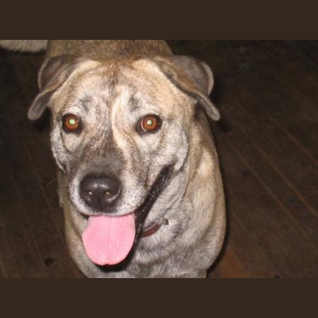 Photo of Tenile/Sheba