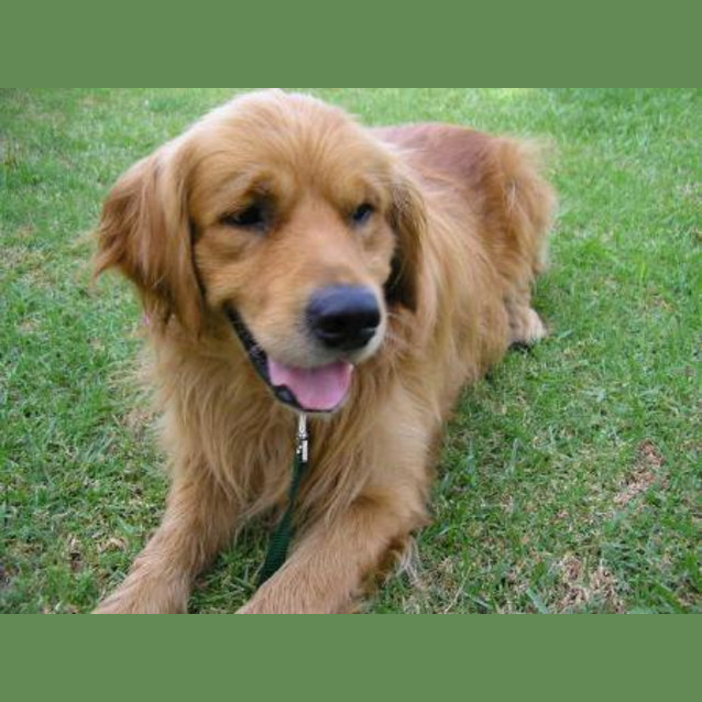 Photo of Oscar