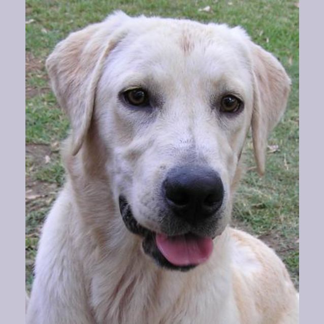 Photo of Brodie