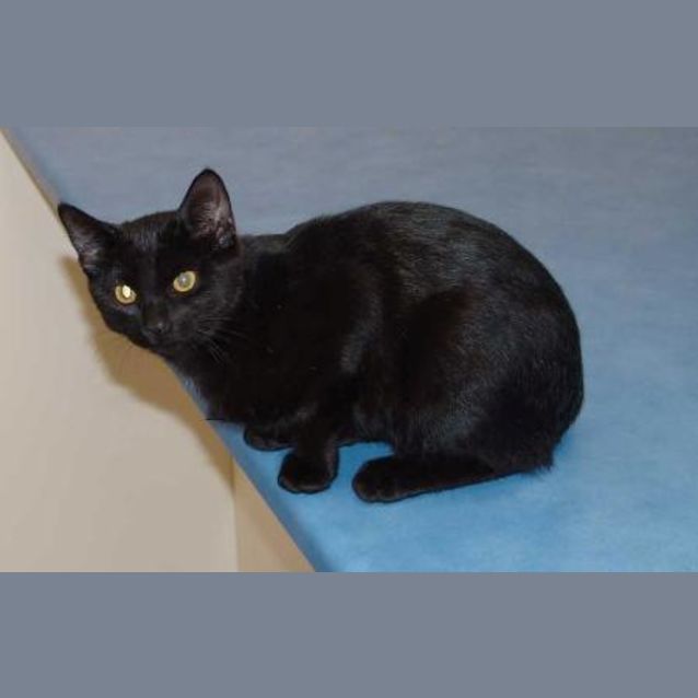 Photo of Midnight