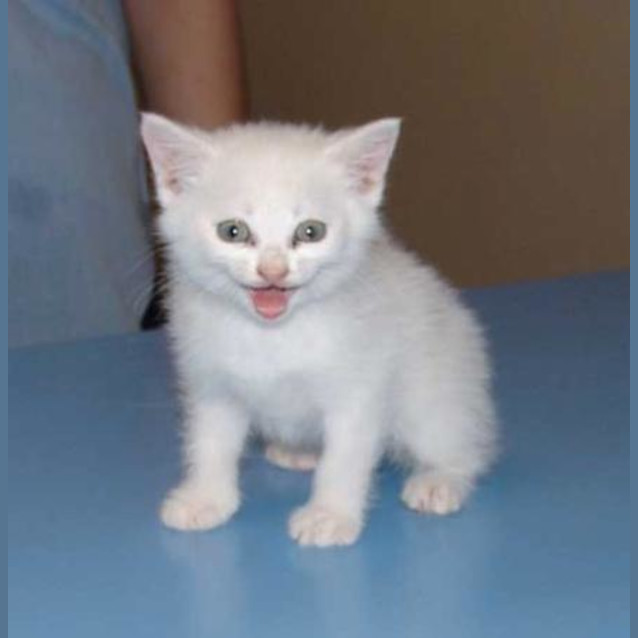 Photo of Chatter