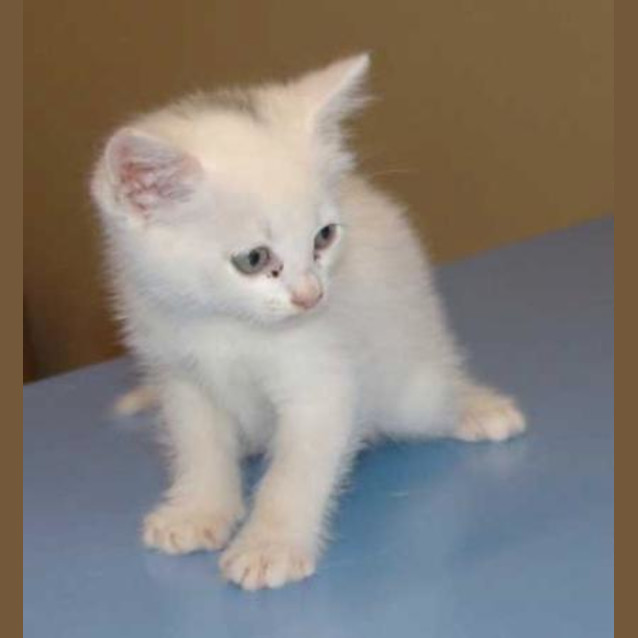 Photo of Smudge