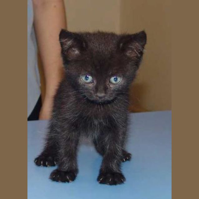Photo of Salem