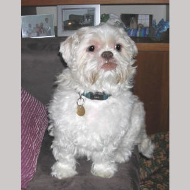 Photo of Baz