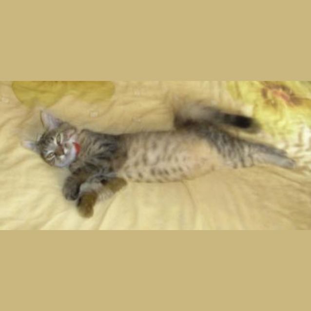 Photo of Tiger Lilly