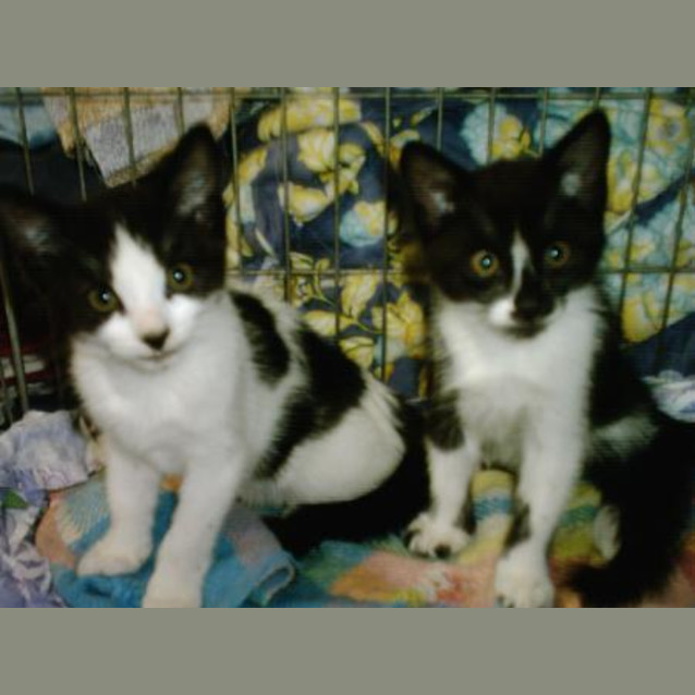 Photo of Bib & Bub