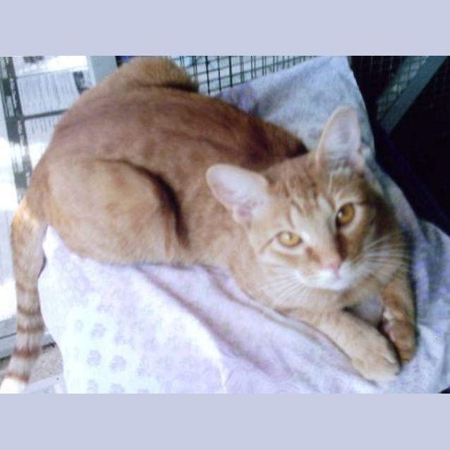 Photo of Rufus