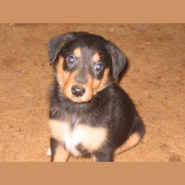 Photo of Cooper