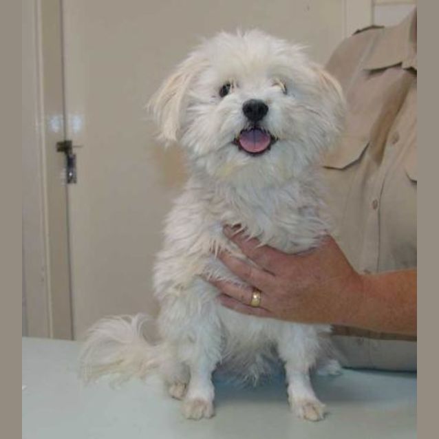 Photo of Snowy