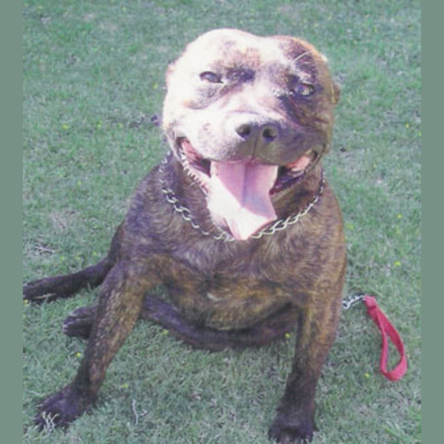 Photo of Stitch