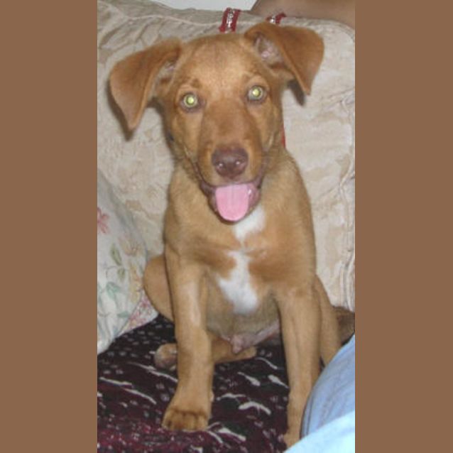 Photo of Rufus