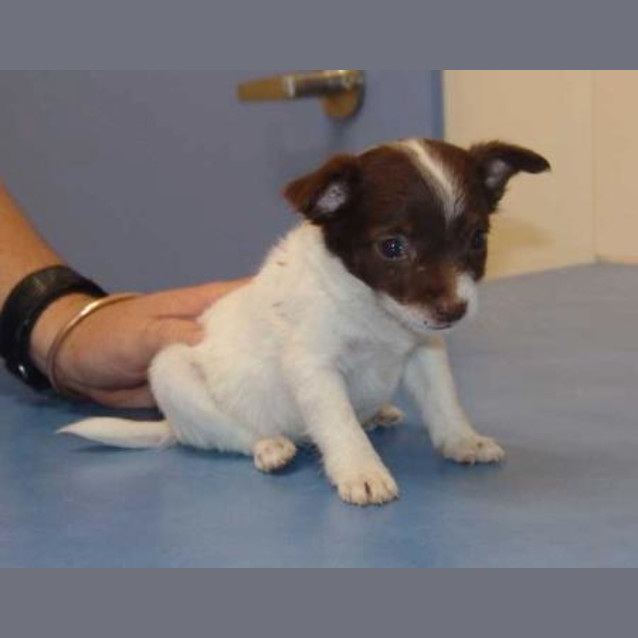 Photo of Blaze