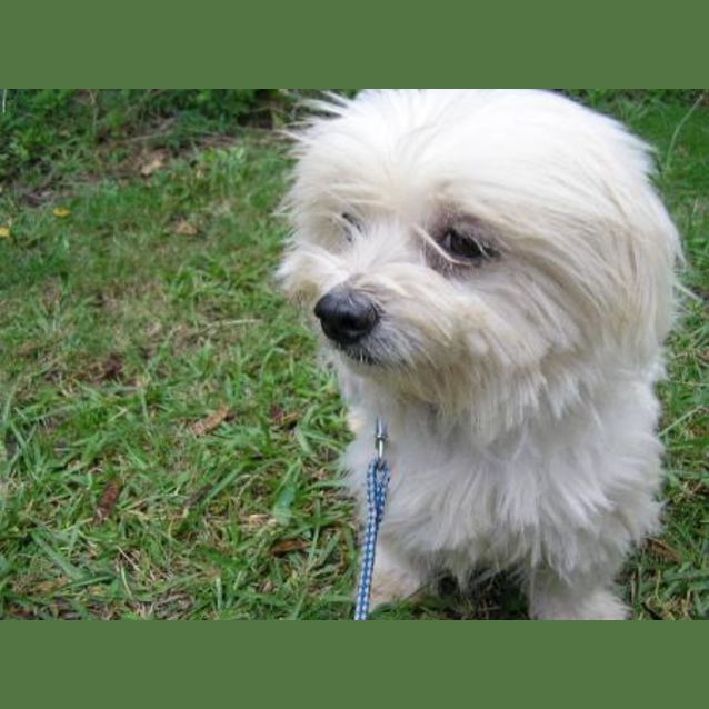 Photo of Tommy
