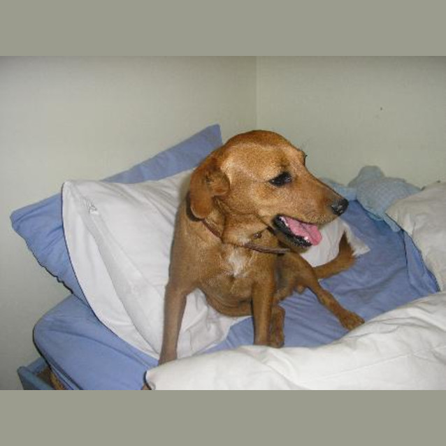 Photo of Honey