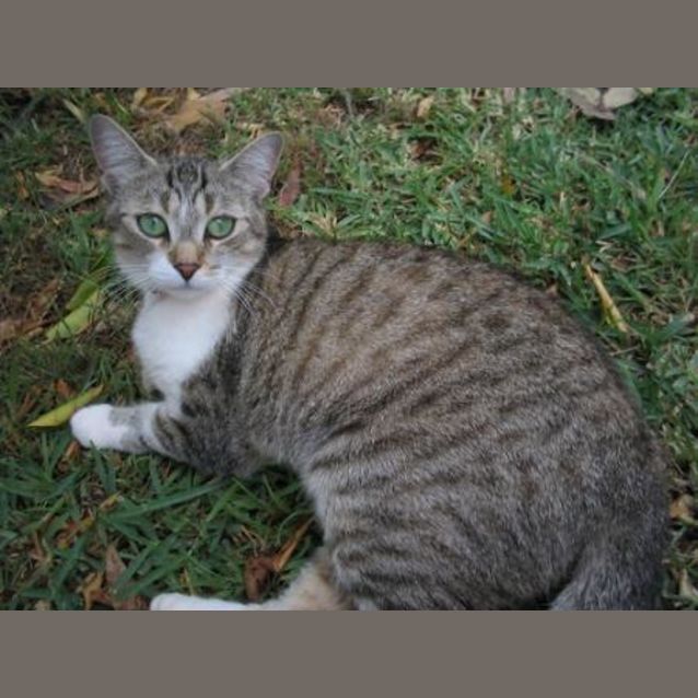 Photo of Miffy