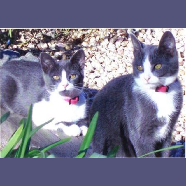 Photo of Spitfire & Gismo