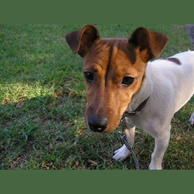 Photo of Midgie