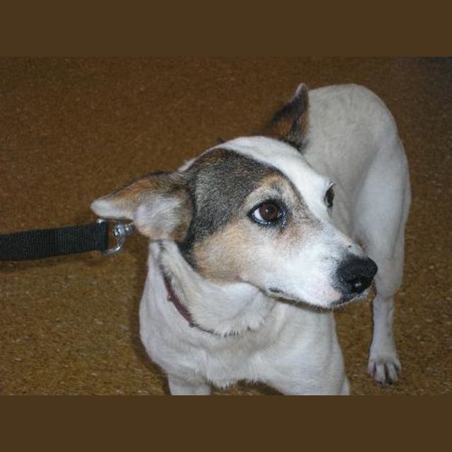 Photo of Honey