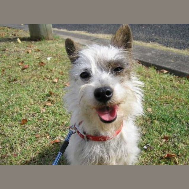 Photo of Scruffy
