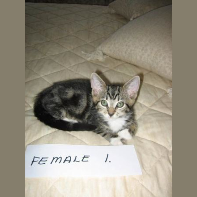 Photo of Mambo