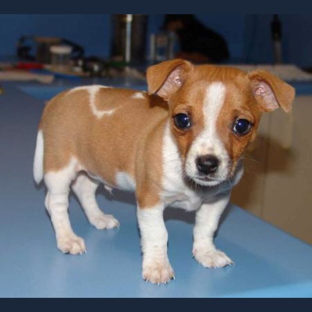 Photo of Bruiser