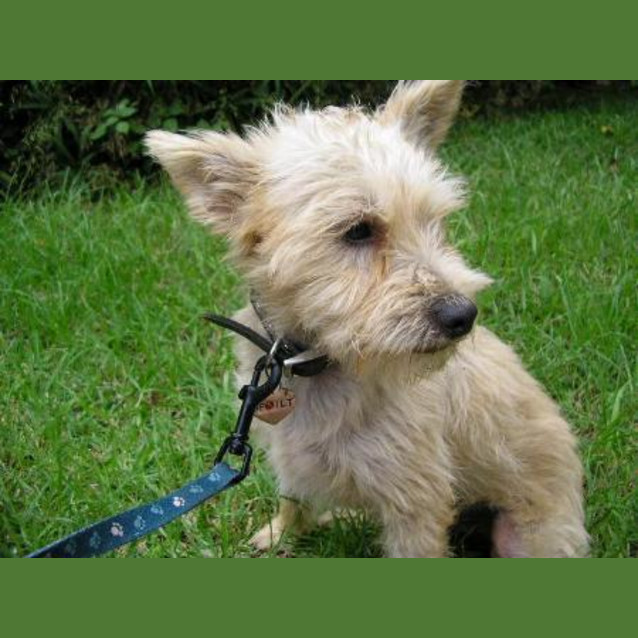 Photo of Sparky