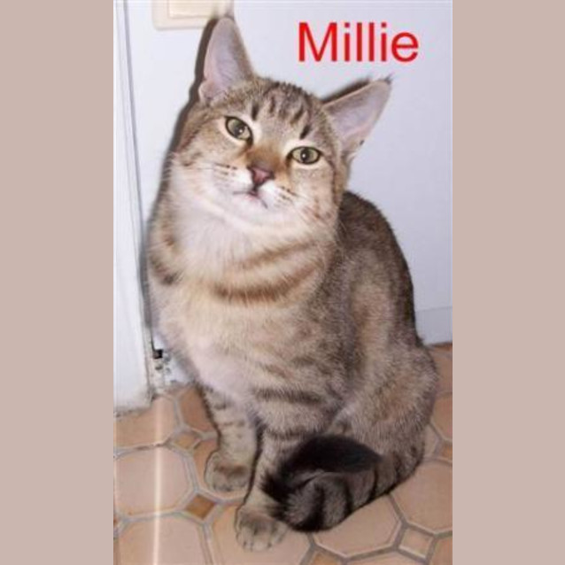 Photo of Millie