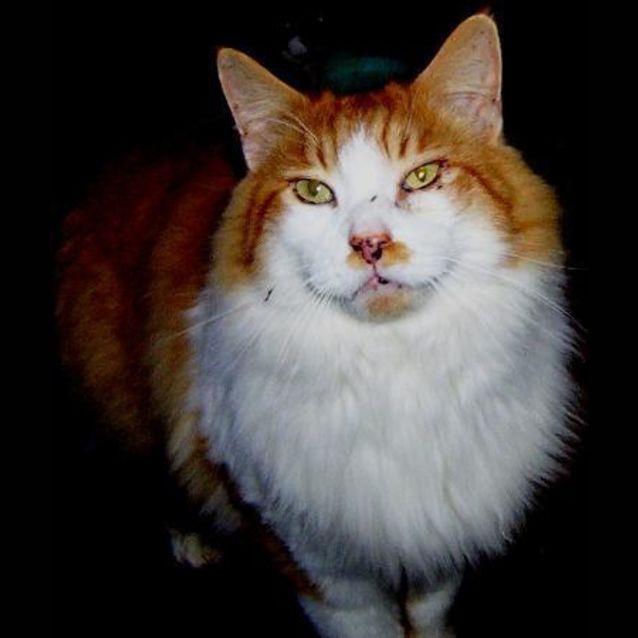 Photo of Ginger Meggs