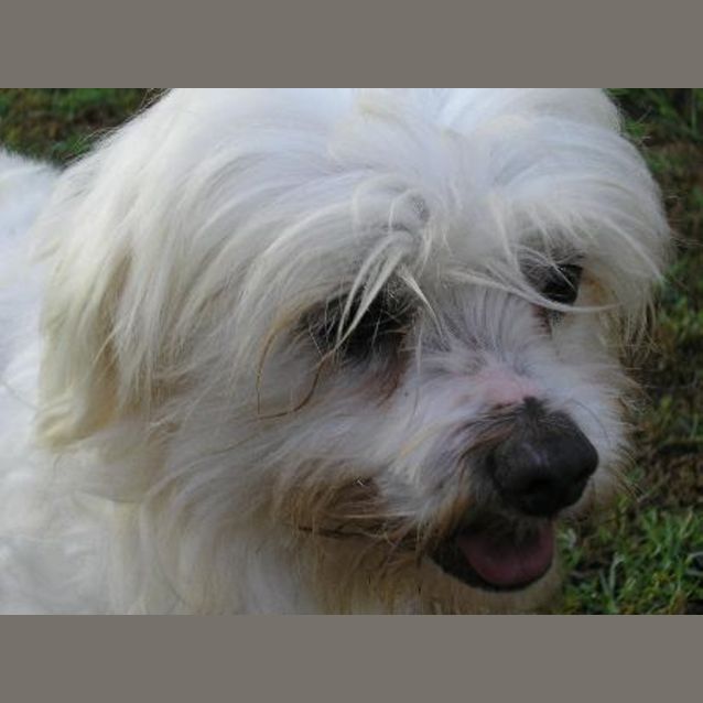 Photo of Snuffy