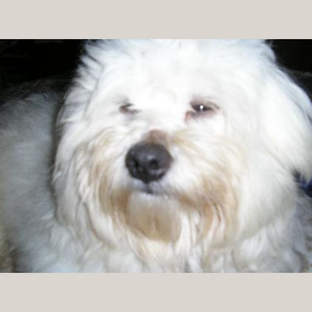 Photo of Dion