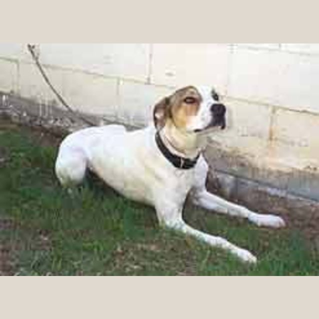 Photo of Merlin