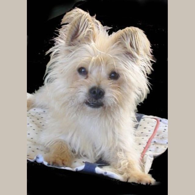 Photo of Benji