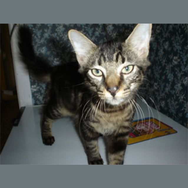 Photo of Tigger