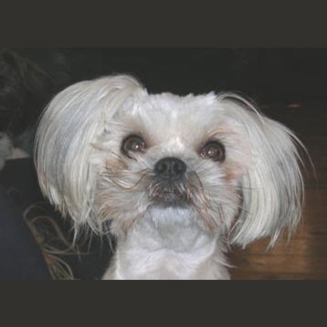 Photo of Gracie