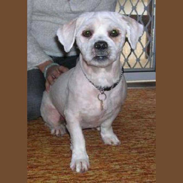 Photo of Peanut