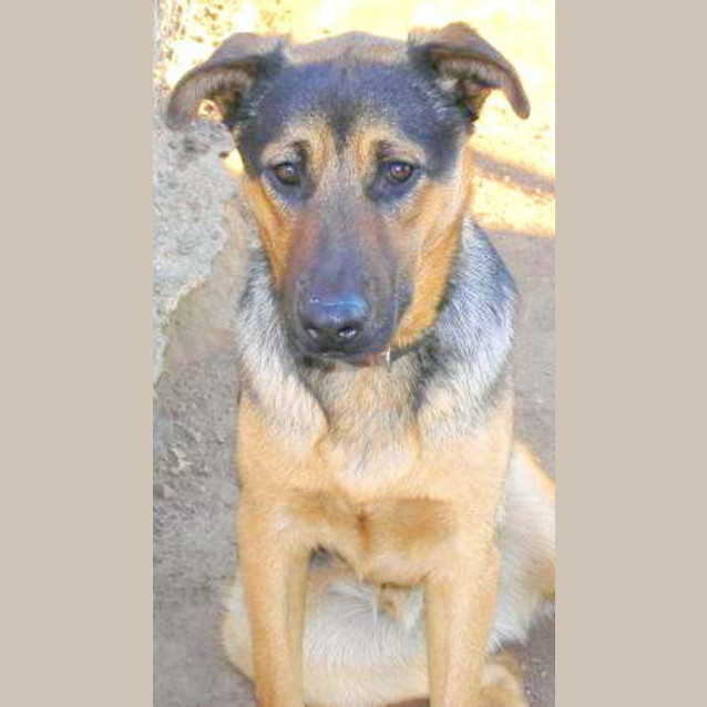 Photo of Harley