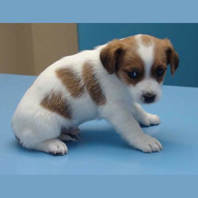 Photo of Lucky