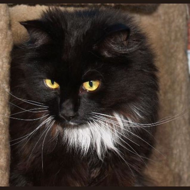 Photo of Puff