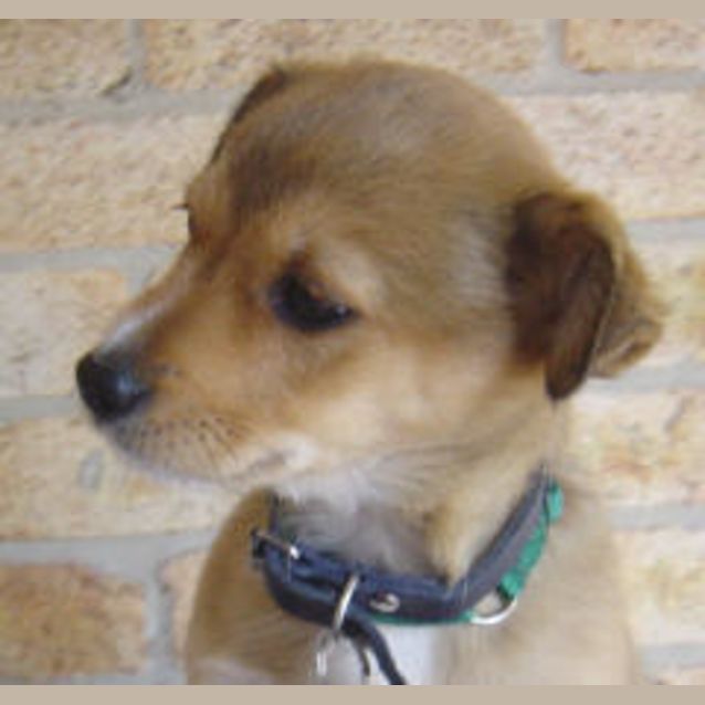 Photo of Parsley