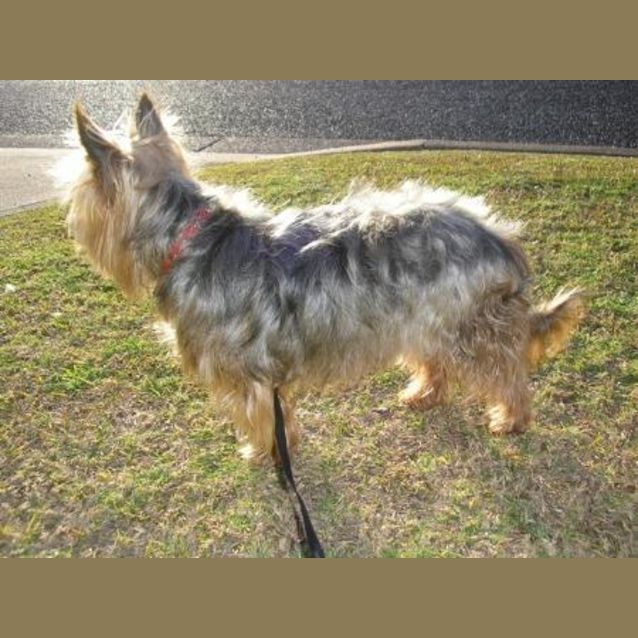 Photo of Brandy