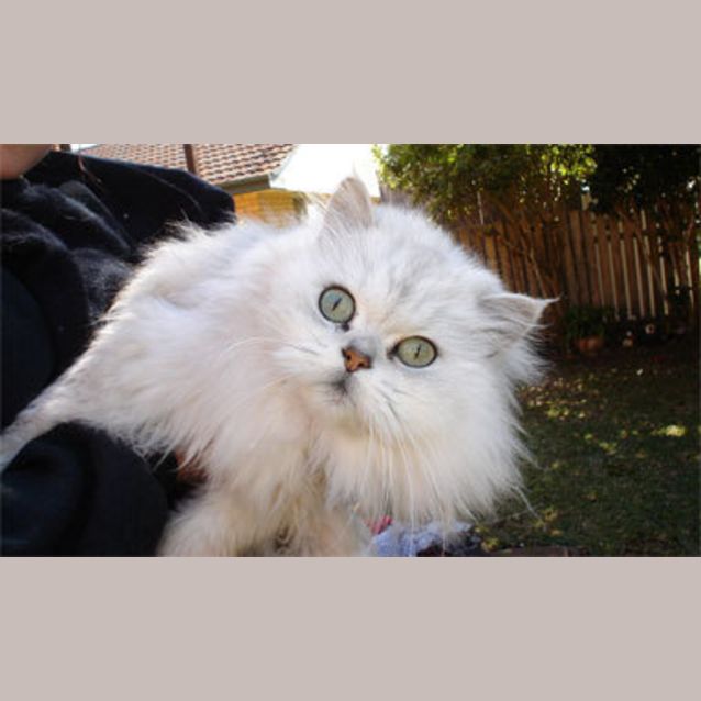 Photo of Mishka