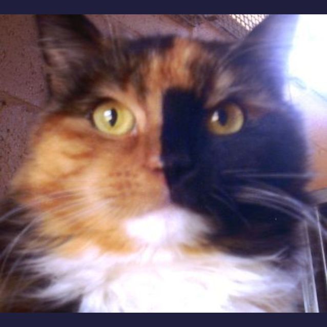 Photo of Juliet, Beautiful Calico