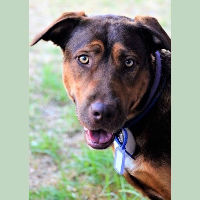 Photo of Hildy ~ Labrador X Kelpie (On Trial L9/3/17)